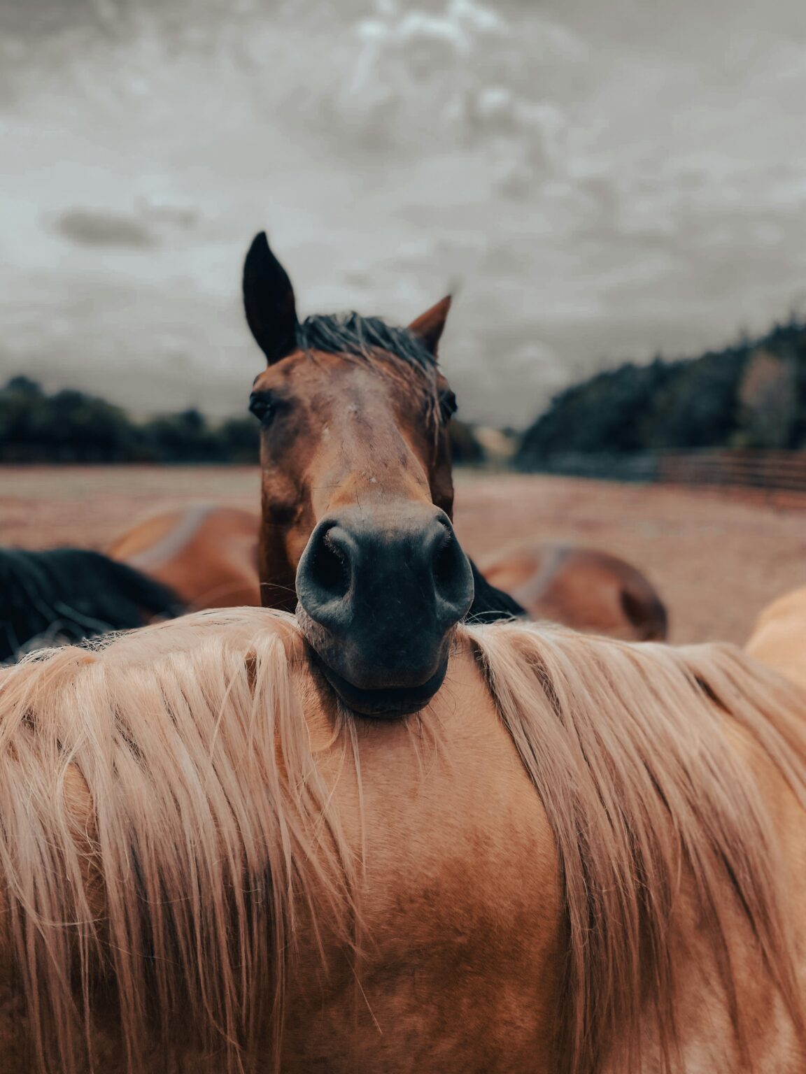 Horse displaying the characteristic laminitic stance.