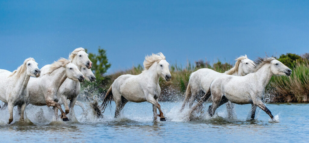 healthy horses