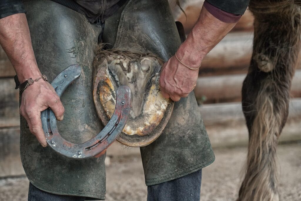 Horse showing early equine laminitis symptoms.