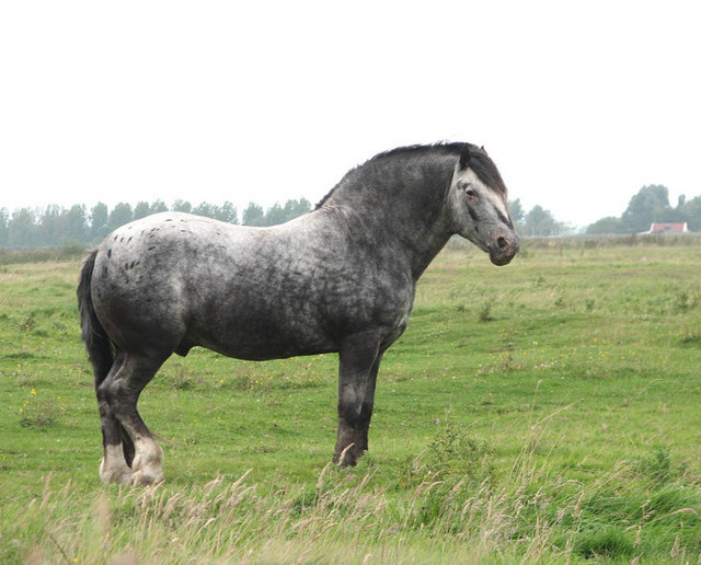 Horse with a cresty neck, a common sign of Equine Metabolic Syndrome (EMS).