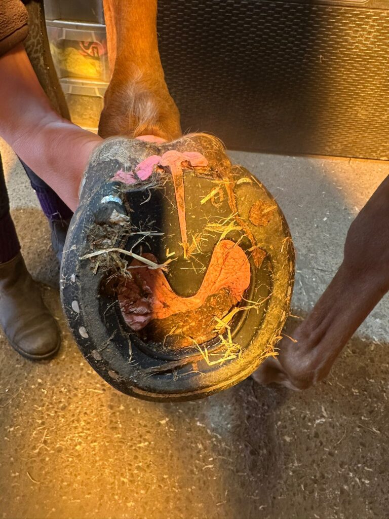 Older horse showing common signs of PPID (Cushing’s disease)